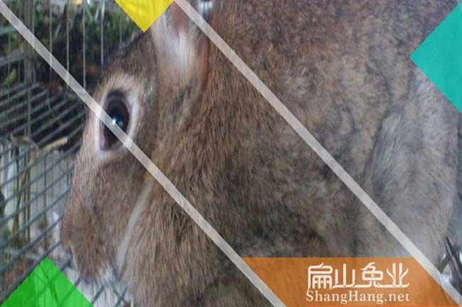 金華比利時兔養殖
