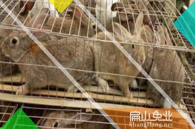 臺州竹鼠養殖場