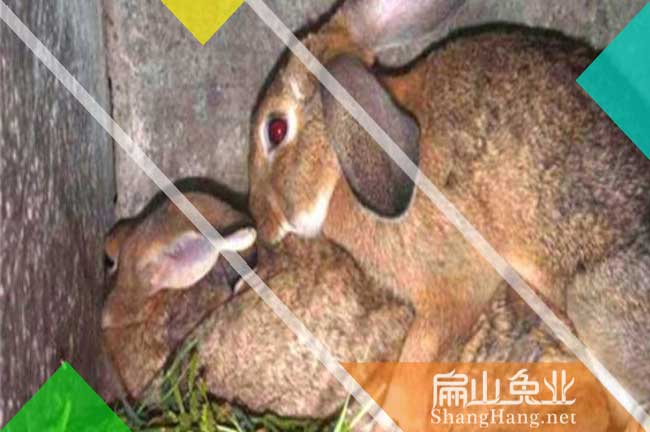 三明比利時種苗