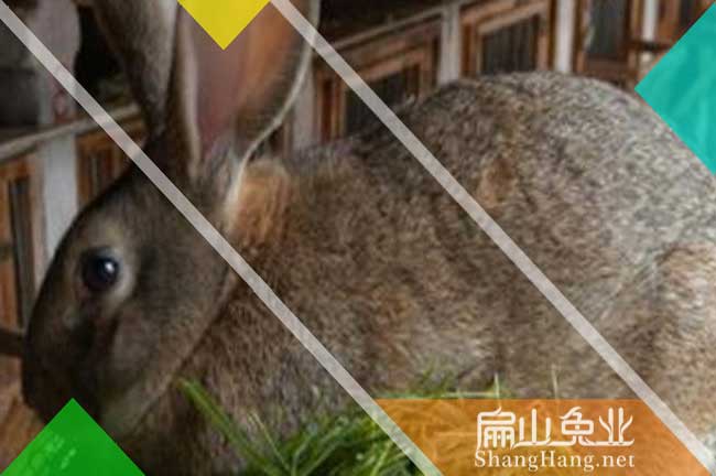 陽江比利時兔養殖