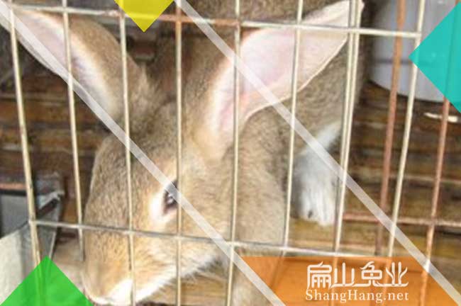 麗水巨型竹鼠養殖