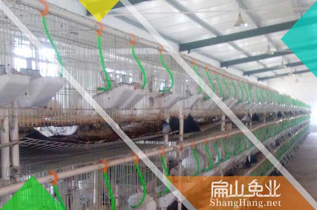 龍巖竹鼠養殖場