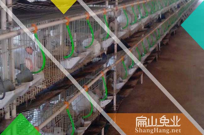 后宅種兔養殖