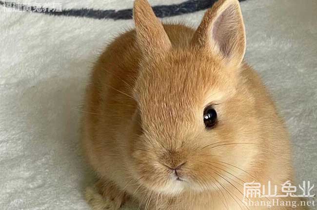 廣東黃兔種苗批發