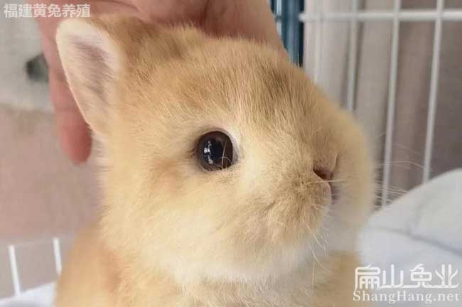 衢州寵物兔批發