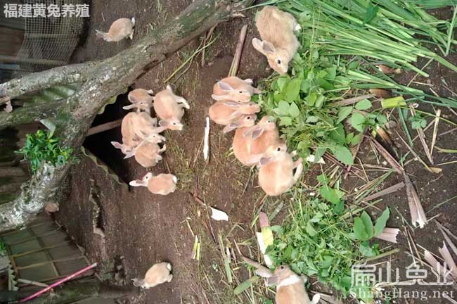 J江西景德鎮黃兔養殖基地 景德鎮比利時種兔苗批發價38元/只