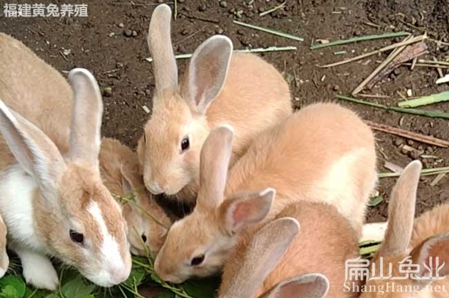 Y野兔嘉興黃兔竹蟲豚鼠養殖場 嘉興公羊兔養殖基地批發98元/只
