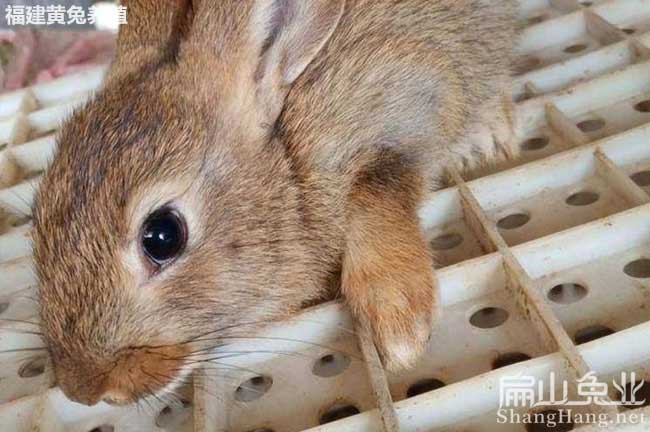 陽江比利時兔養殖