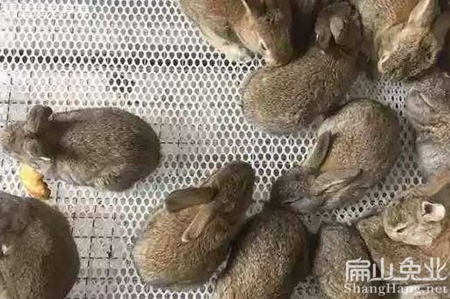 江西比利時兔批發