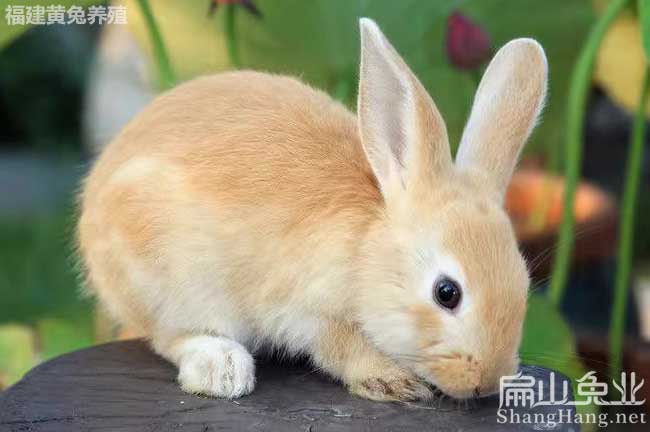 Rabbit江西比利時兔子養殖基地 江西黃兔兔子苗批發多少錢一只