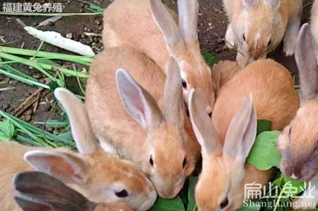 龍巖黃兔苗批發