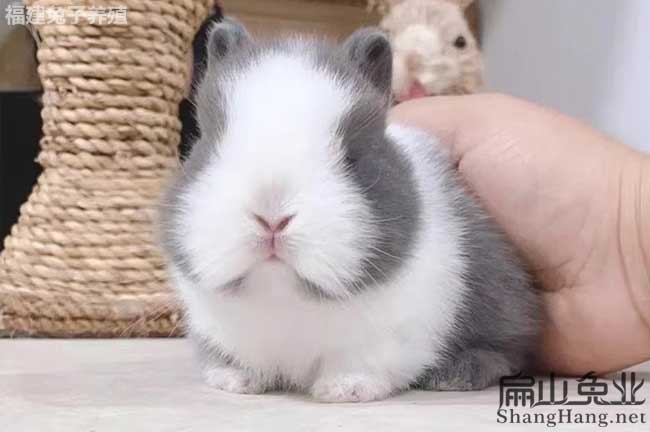 云浮寵物兔養殖