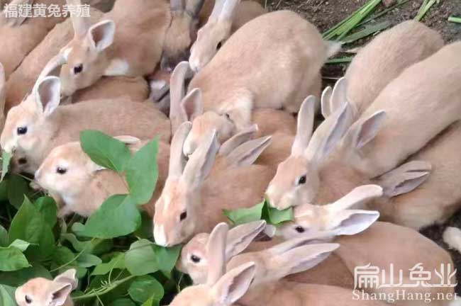 龍巖黃兔苗批發