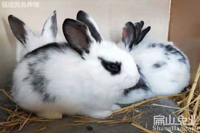 湖州寵物兔養殖