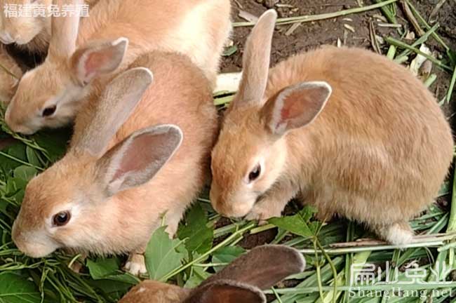 江西規?；米羽B殖基地 江西草種兔肉兔比利時野兔39元/只