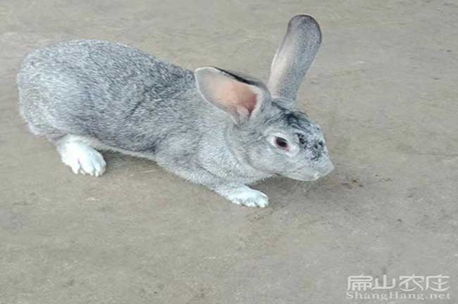 尤溪新西蘭肉兔養殖