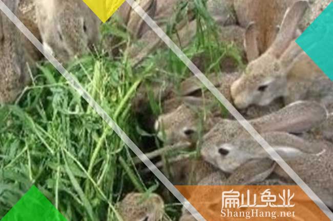 上饒比利時兔批發