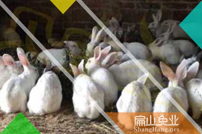 泉州伊拉兔養殖