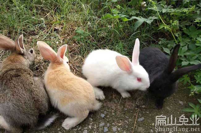 永安竹鼠養殖