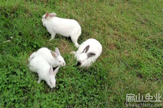 龍巖散養伊拉兔