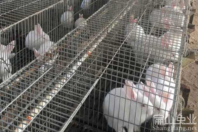 廣東肉兔養殖