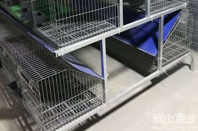 龍巖公羊兔南平竹鼠肉兔比利時種兔子養殖基地 100-500對