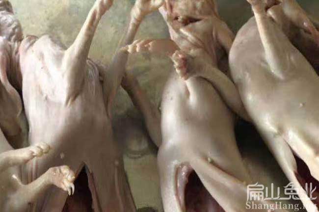 武平肉兔養殖