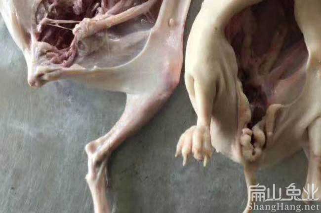漳州兔肉批發