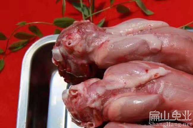 福建現殺竹鼠