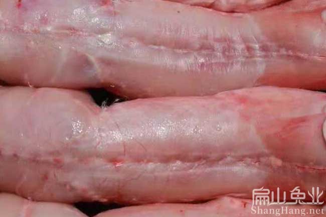 仙游肉兔批發