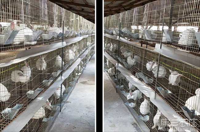 廣西竹鼠養殖