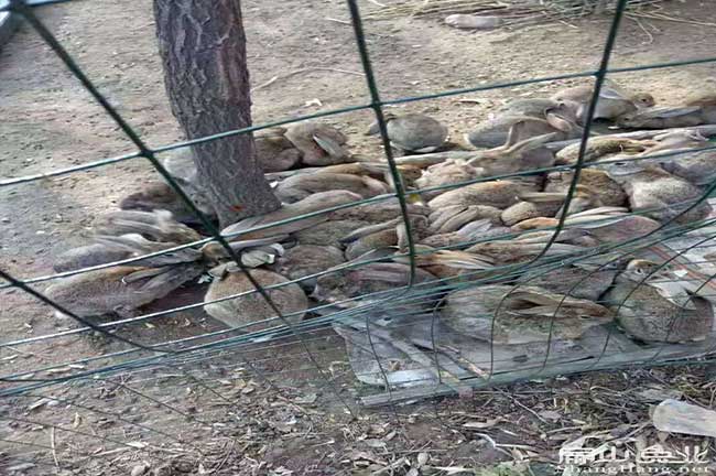 東莞散養竹鼠