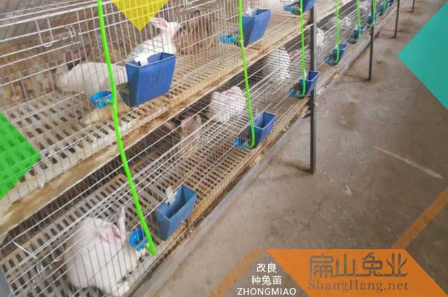 云霄竹鼠養殖