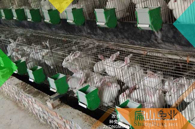 龍巖大白兔養殖