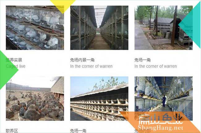 龍巖種兔批發