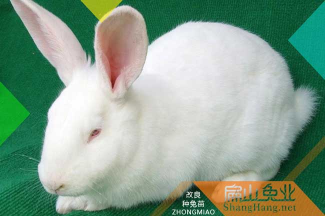 福州種兔批發