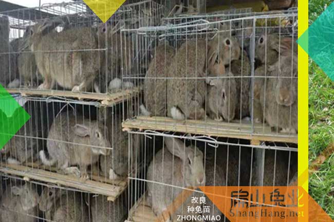 三明比利時種兔批發