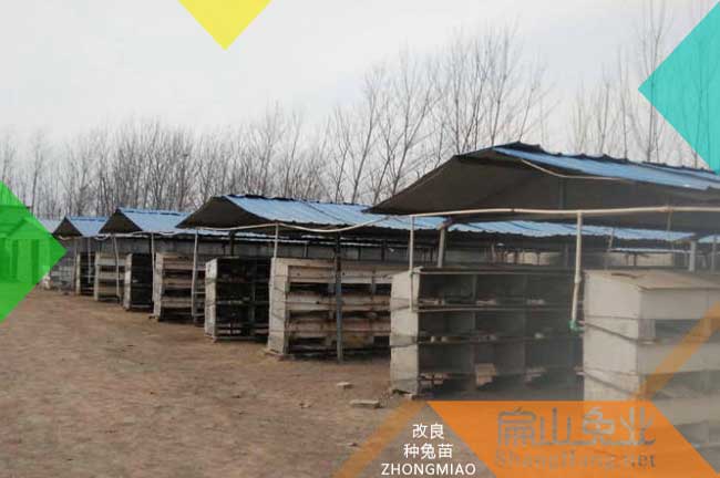 大型種兔繁殖場