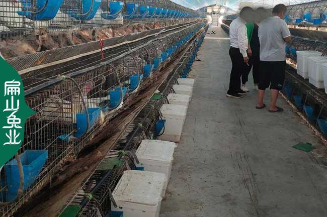 規?；釉瓷穷^的養殖基地 河源黃兔烏兔種苗批發價19元/只
