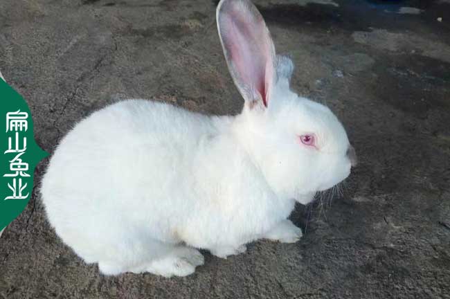 廣西新西蘭兔養殖