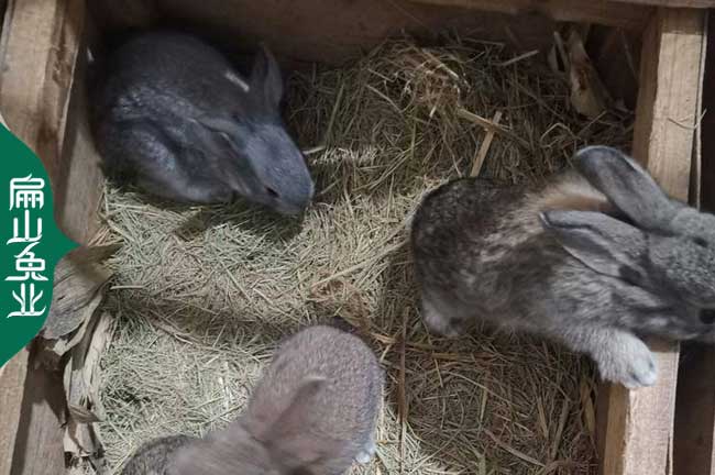 福建比利時兔養殖