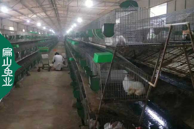 宜春散養野兔