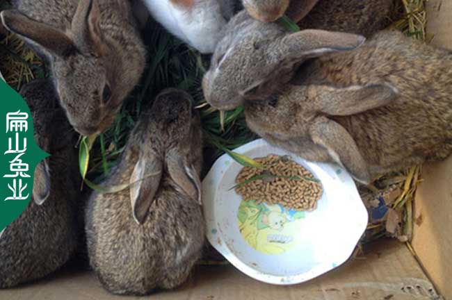 宜春散養野兔