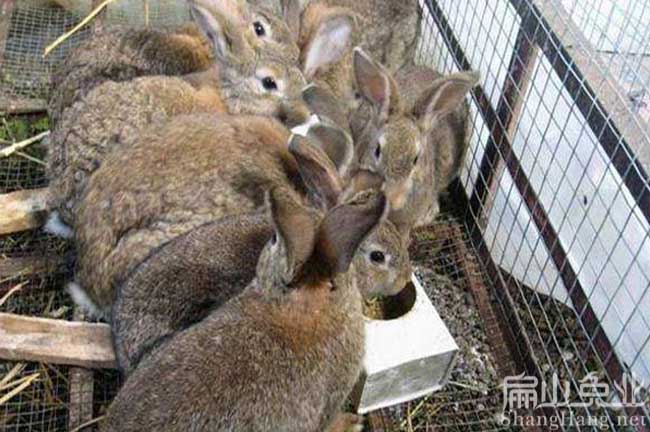 標準 廣東種兔 深圳商品兔 廣州兔子養殖基地批發價26元/只