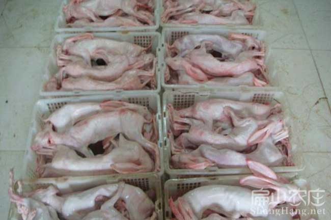 福州野兔肉批發