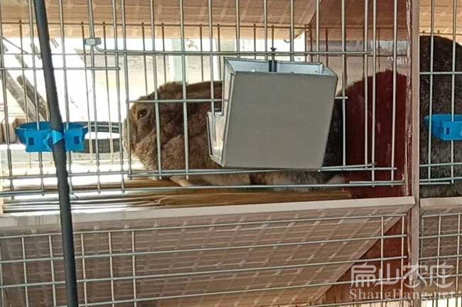 廣東竹鼠養殖場