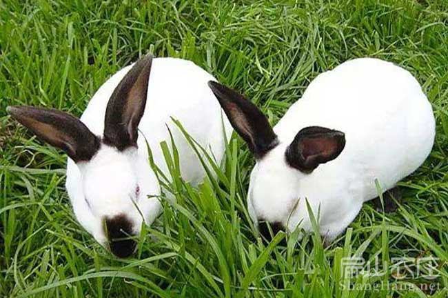 龍巖八點黑種兔