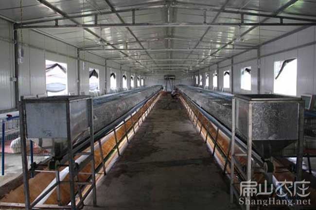 大型竹鼠養殖場