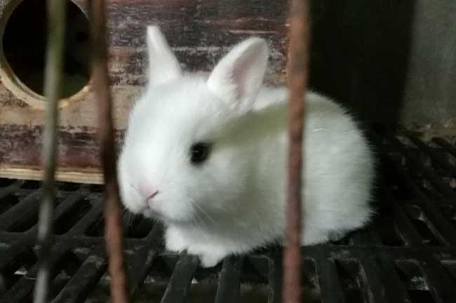 云城竹鼠養殖