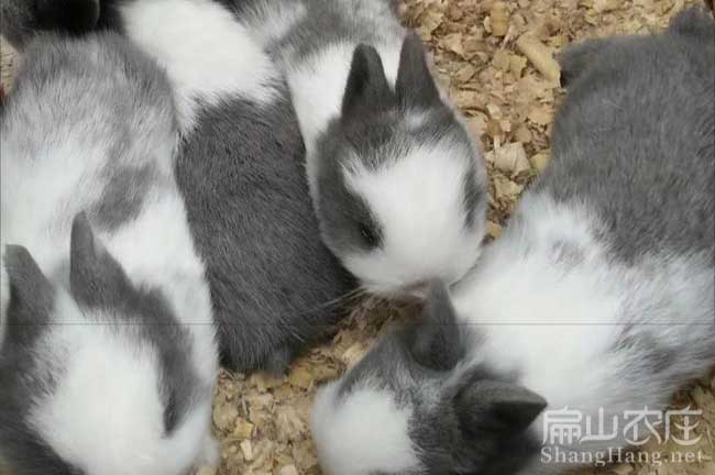 連城種兔批發